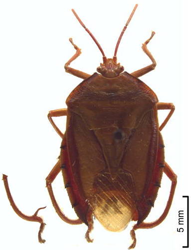 T. darlingtoni male